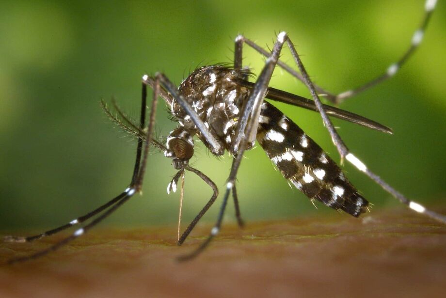 Secretaria de saúde confirma primeira morte do ano por Chikungunya em MS  