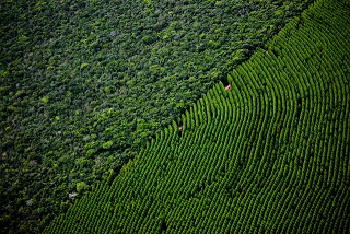 Estudo inédito revela impacto ambiental do eucalipto em assentamentos do Bolsão