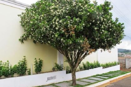 Três Lagoas sanciona lei que proíbe plantio da espécie Murta para previnir doenças na citricultura