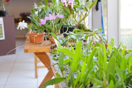 Três Lagoas recebe Exposição de Orquídeas e Rosas do Deserto Três Lagoas recebe Exposição de Orquídeas e Rosas do Deserto