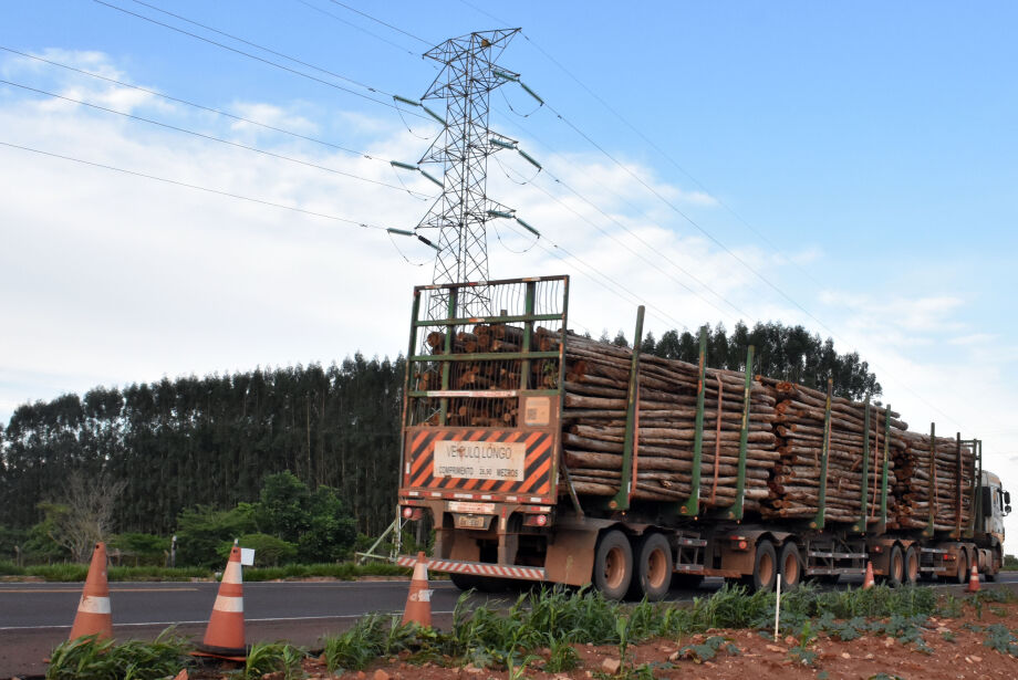 MS deve produzir quase metade da celulose do Brasil nos próximos 10 anos  Cover Image
