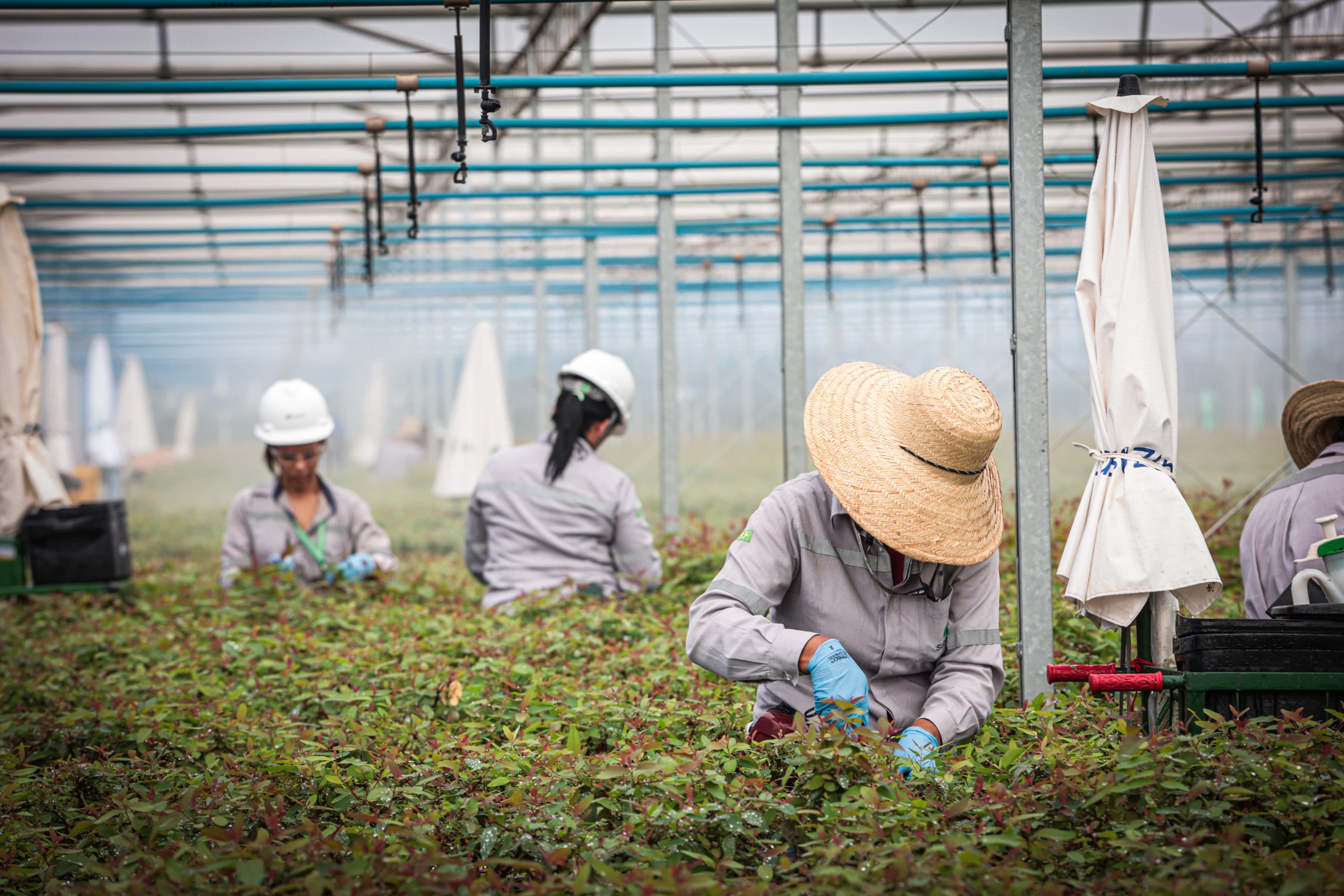 Suzano amplia presença feminina e encerra 2025 com 556 mulheres contratadas em Mato Grosso do Sul