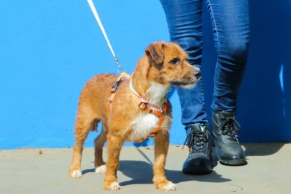Adoção responsável avança em Três Lagoas e já garantiu novo lar para 14 cães