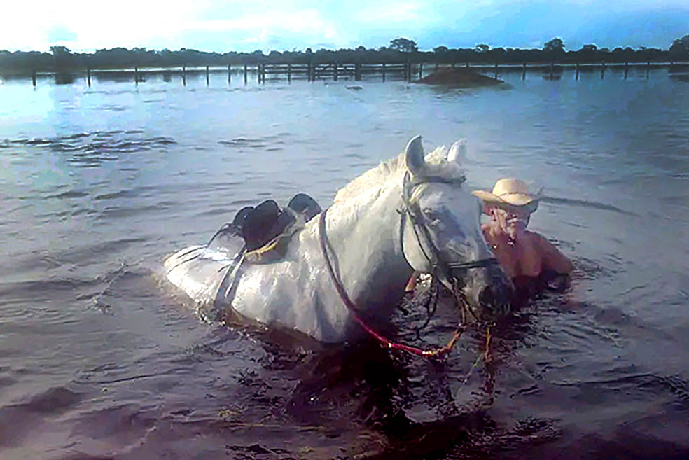 Linguajar Pantaneiro quase extinto: vocabulário definia gado e manejo dos Peões