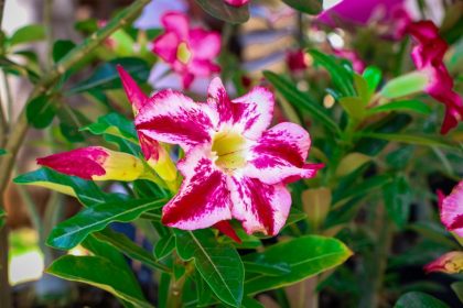 Feira de Orquídeas e Rosas do Deserto acontece hoje (24) e amanhã (25) na Casa do Artesão