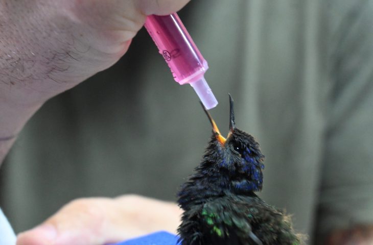 Três Lagoas: centro de animais silvestres recebe aves silvestres apreendidas e filhote de tamanduá resgatado