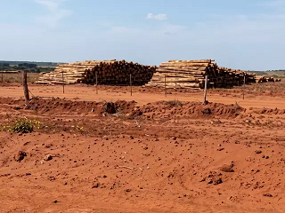 Plantações de eucalipto serão investigadas após impacto em 400 nascentes