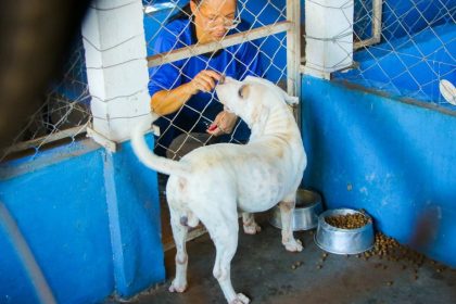 Feira de Adoção acontece neste sábado e reúne cães à espera de um novo lar
