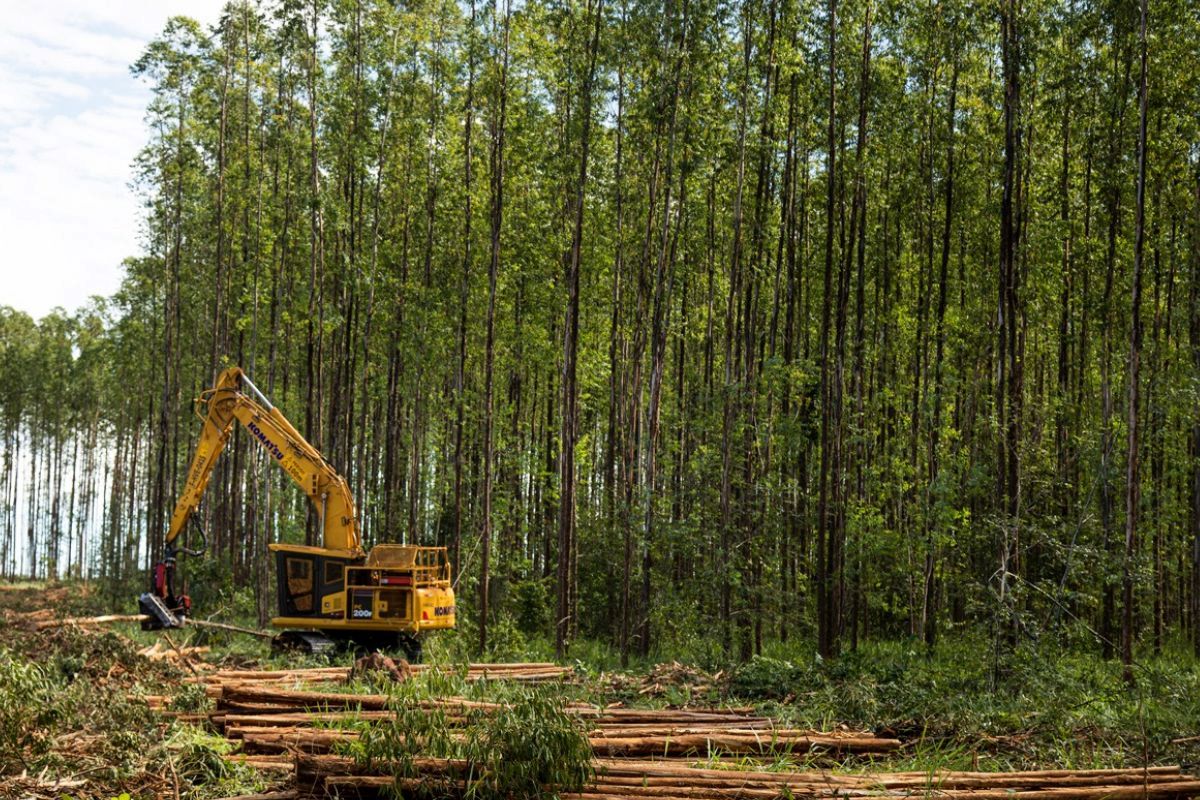 Suzano abre 15 oportunidades de trabalho em Ribas do Rio Pardo e Três Lagoas (MS)
