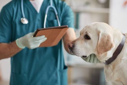 Prefeitura integra atendimento veterinário às ações do Consultório na Rua em Três Lagoas